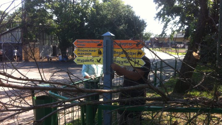 Подрезка деревьев в Минском зоопарке