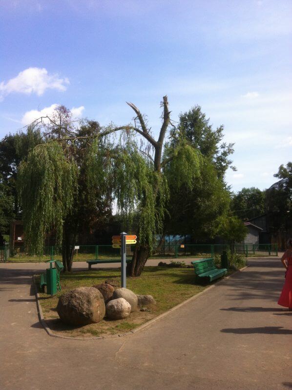 Ива с обломанным ураганом стволом