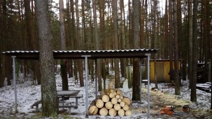 Спиливание сосны
