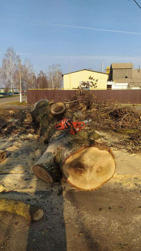 Поваленное дерево
